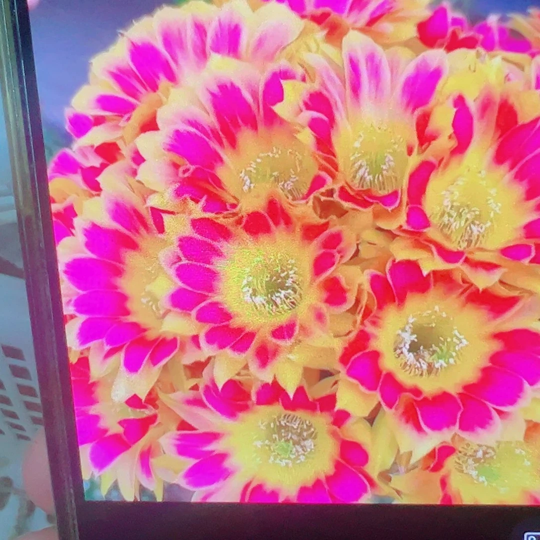 丽花 阳光明媚 侧芽 满20包邮