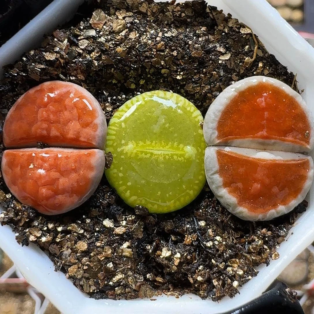 生石花11111。  273