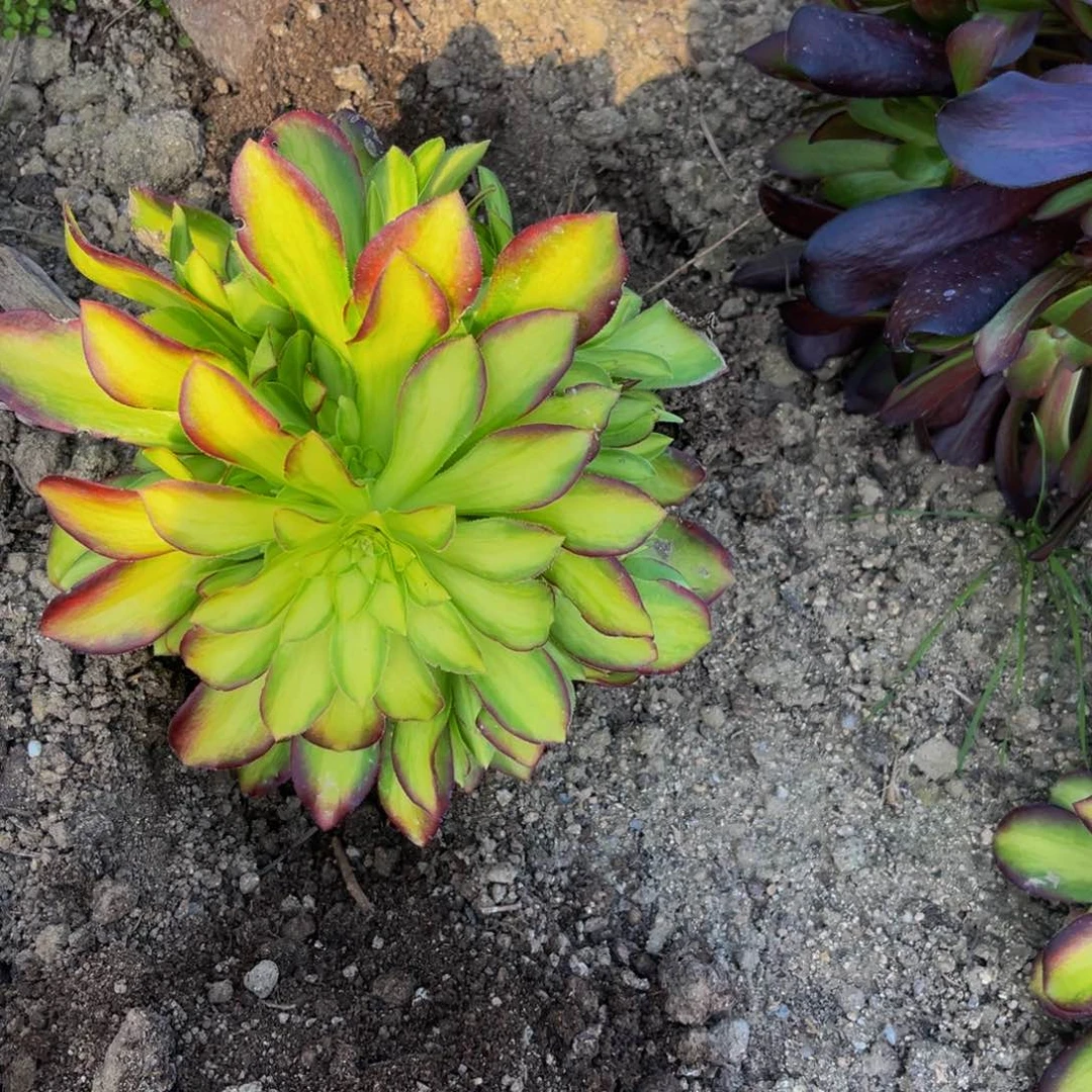 韶华多肉植物捧花的