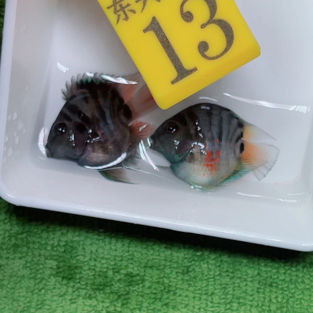 鹦鹉鱼摩卡色一对