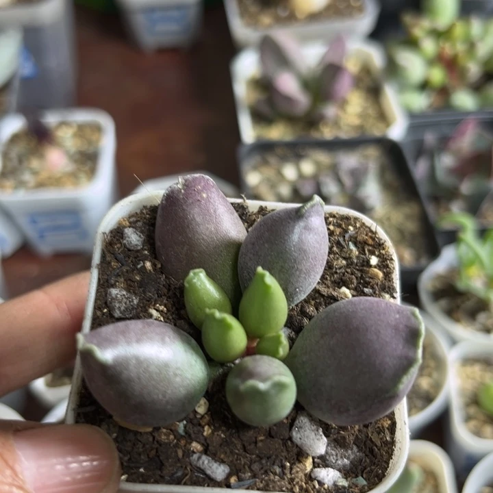 0004 艺伎海豹水泡