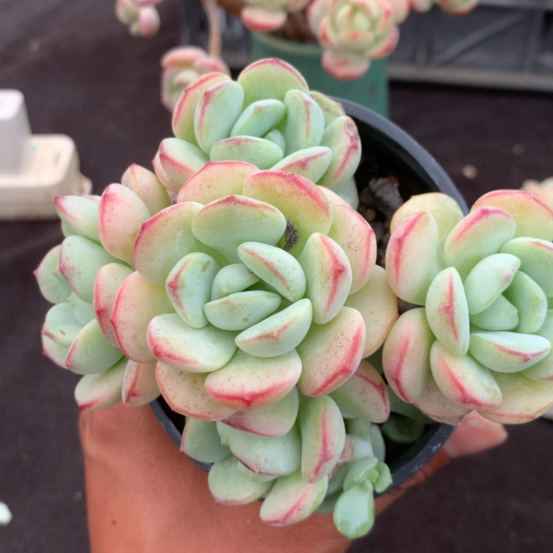 我们是真的没有关系嘛不