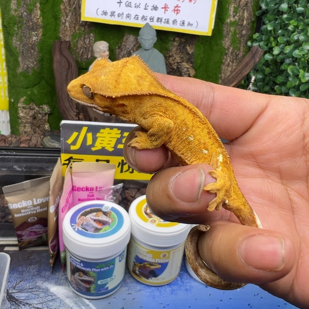 睫角守宫黄底双色波点