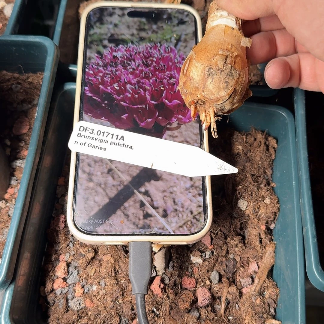 bp灯台百合一份开花很美