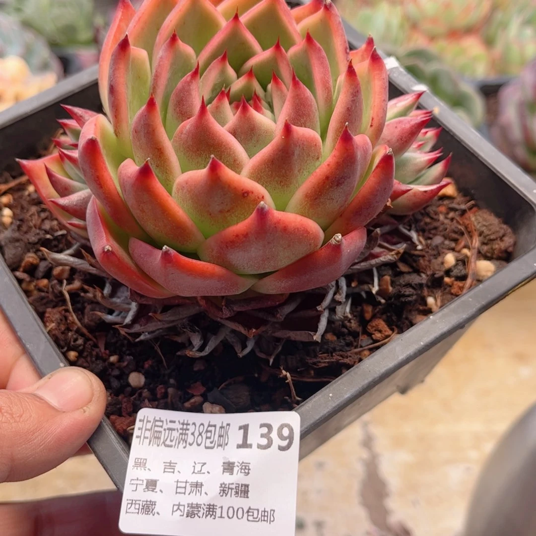 139霸王龙德华多肉