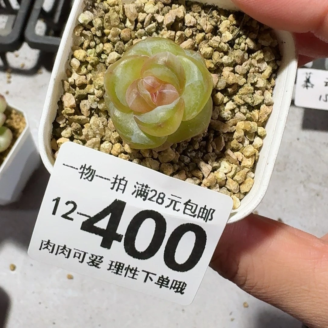 冰淇淋无盆土发货无盆土发货无