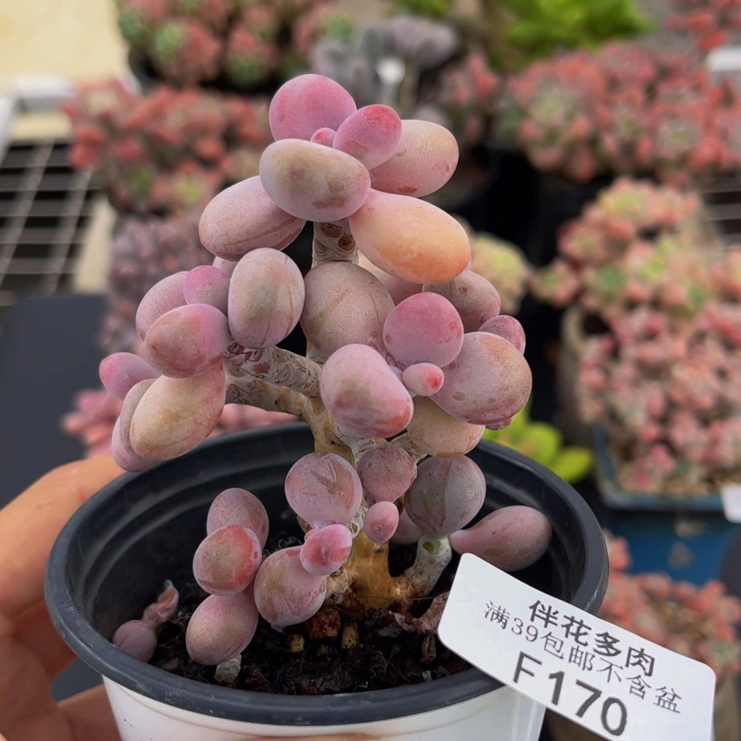 170-腰子桃蛋树多肉6cm