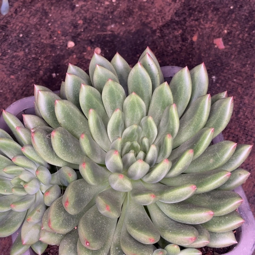 ~***~米奇虞多肉植物606