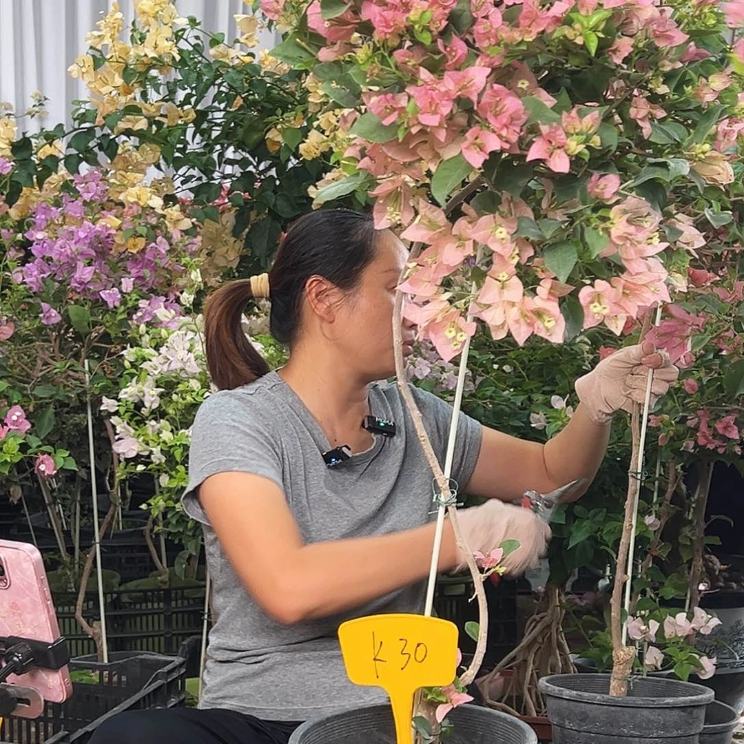 唬***吧大部分花苞少量开放K30米罗