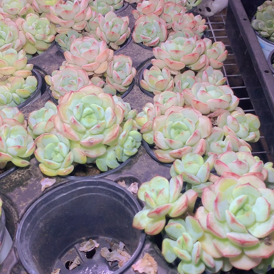 香草碧斯456789900000