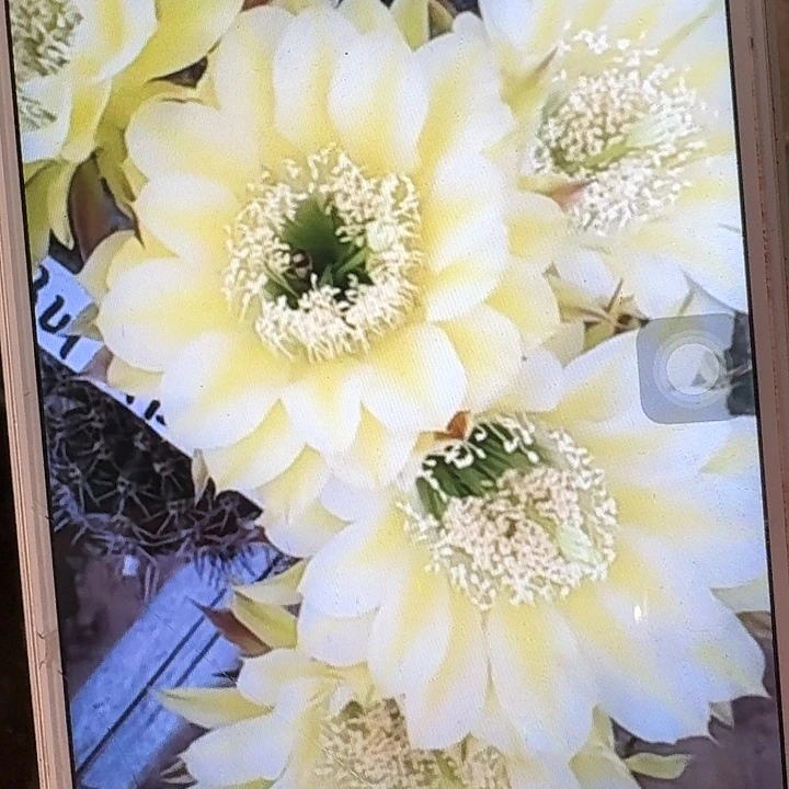 伊卡洛斯侧芽4公分彩草
