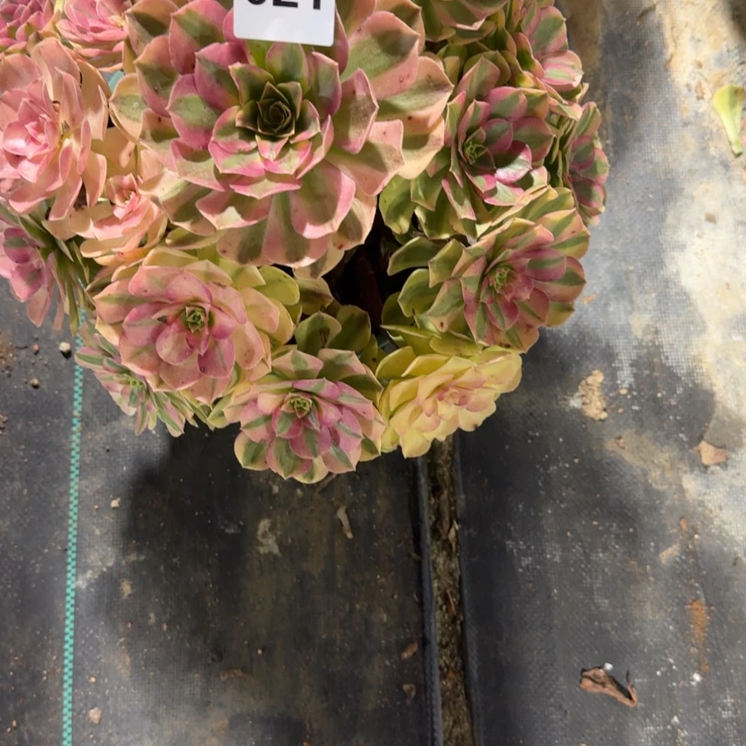 大雨河多肉植物老庄021