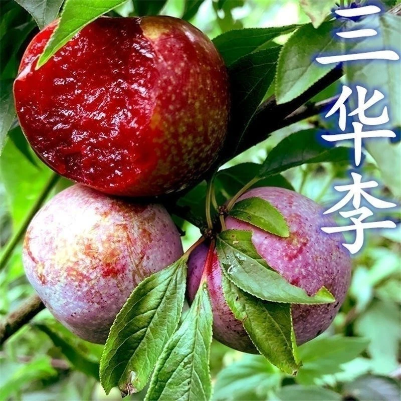 早熟三华李子苗钱排晚熟三华李果树苗正宗嫁接苗带土带叶广西发货