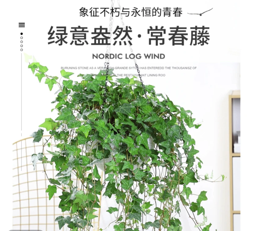【常春藤枫叶爆款】爬藤垂吊植物观叶四季常青枝条花园