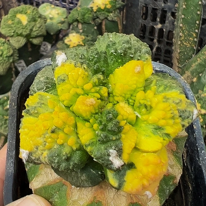 无花朵红锦大散班花锦哥斯拉牡丹709