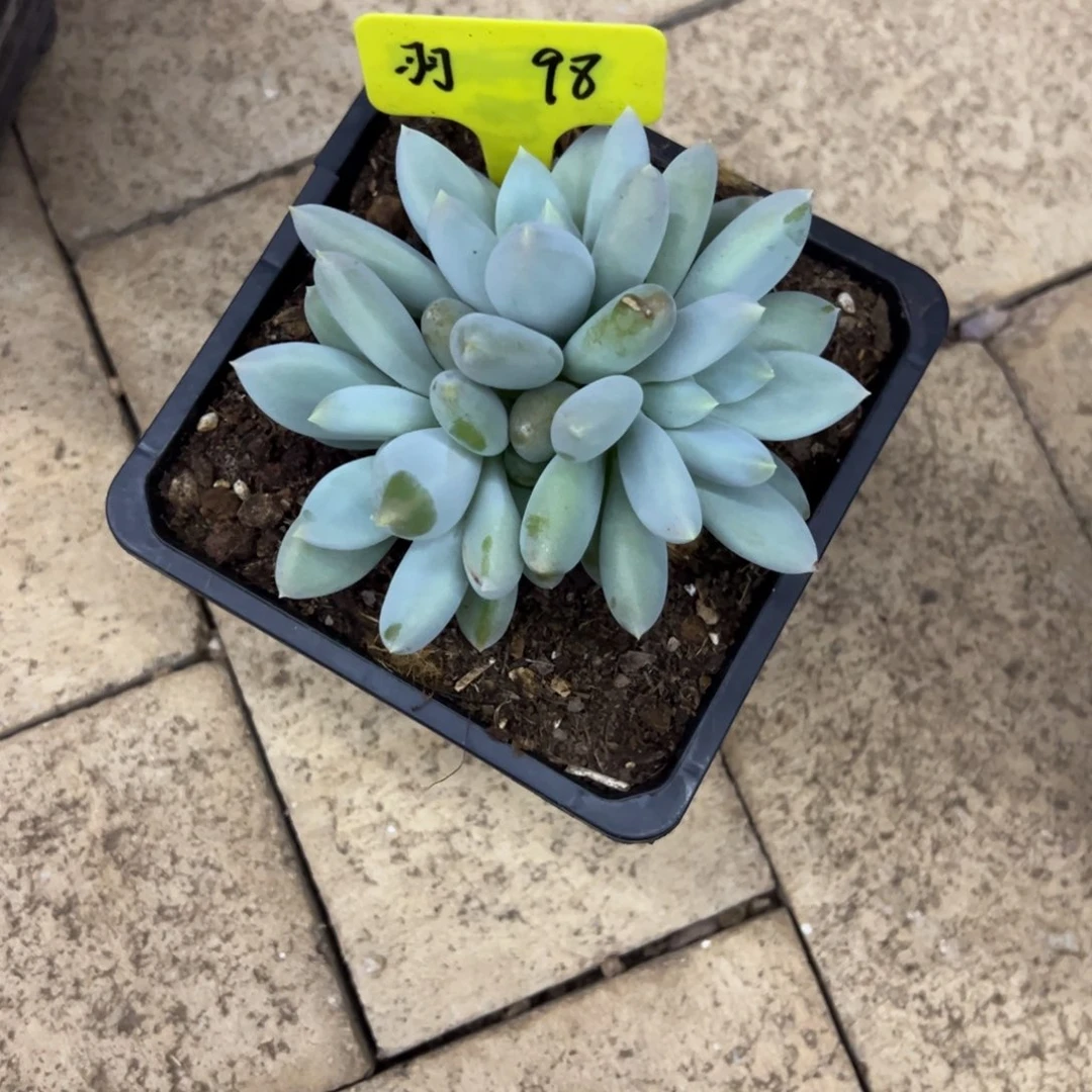 羽***酱羽98。