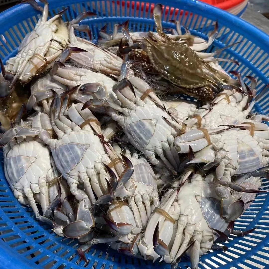 【保鲜不保活】渤海湾梭子蟹三角螃蟹每只2-3两每斤4-5只 不包全腿