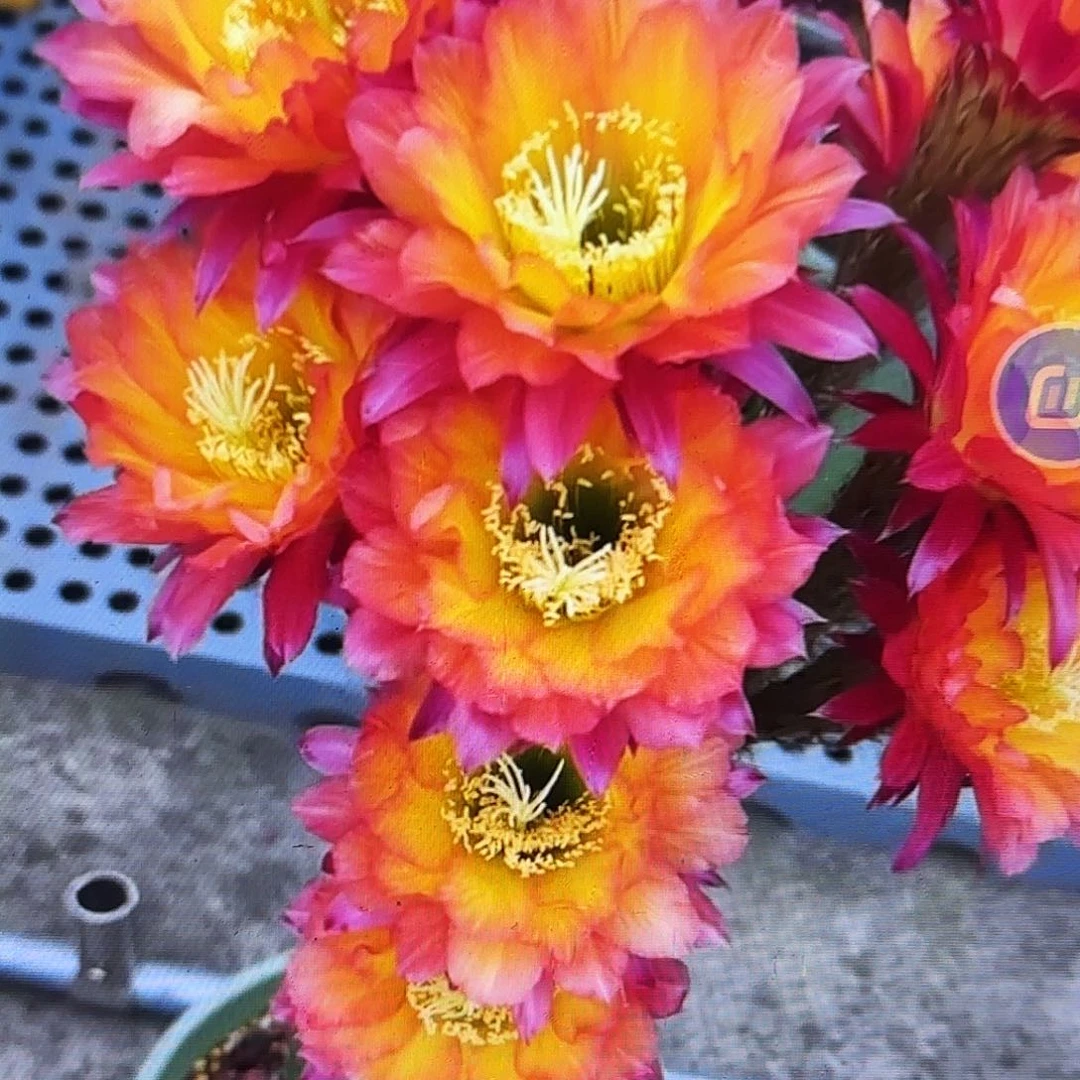 妹妹超级杏毛侧牙20包邮29