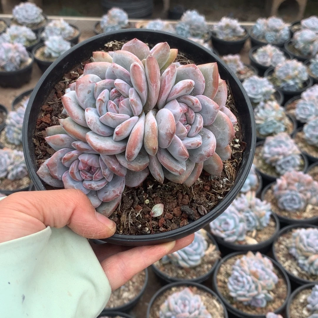 无花朵无砍哈哈哈哈哈哈哈哈哈56