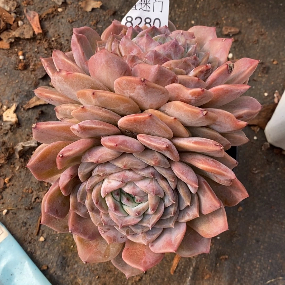 农***果杂交精品多肉8280~13厘米~叶伤