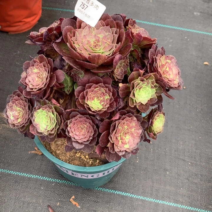 757花月夜多肉特价不售后