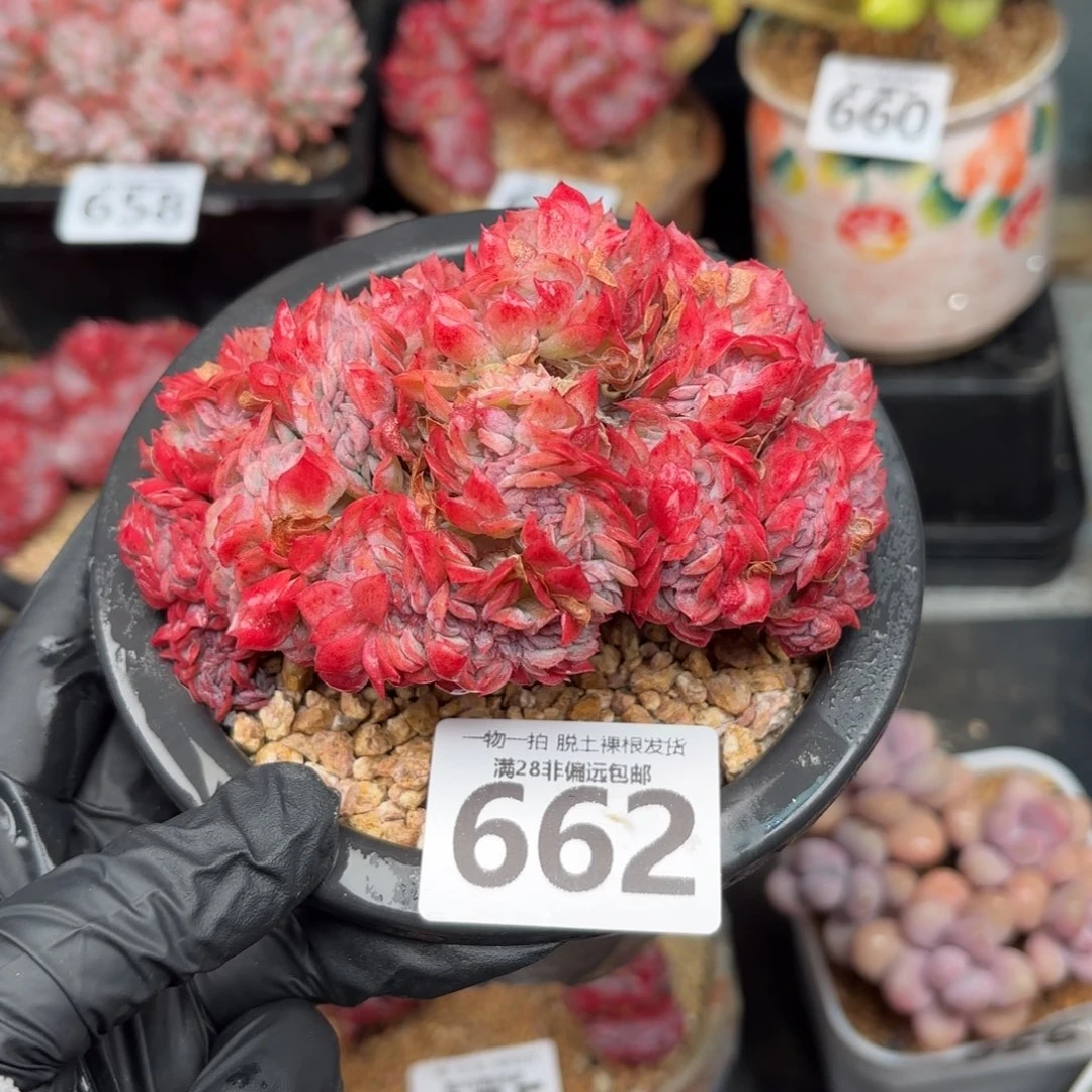 贝瑞缀化无盆土发货