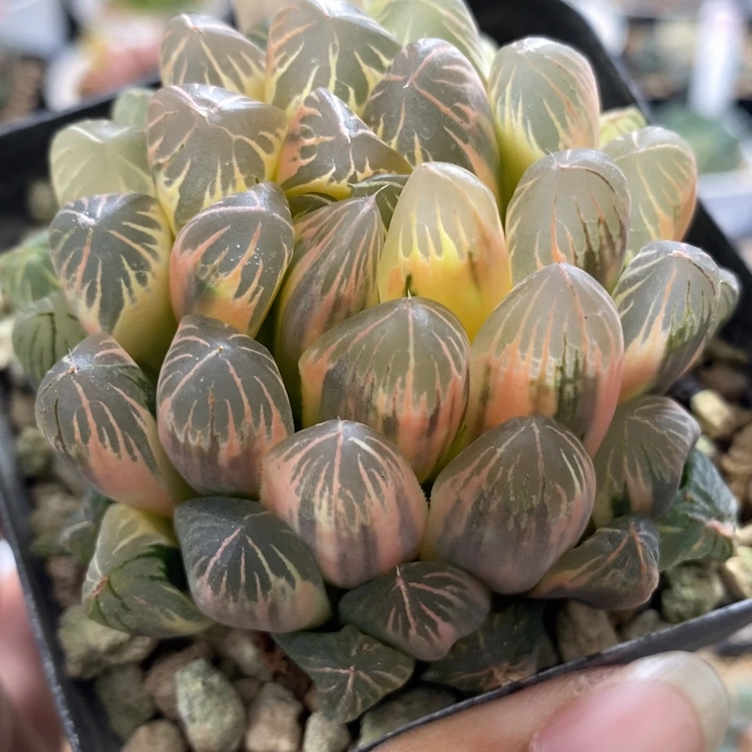 152糊斑玉露锦一物一拍
