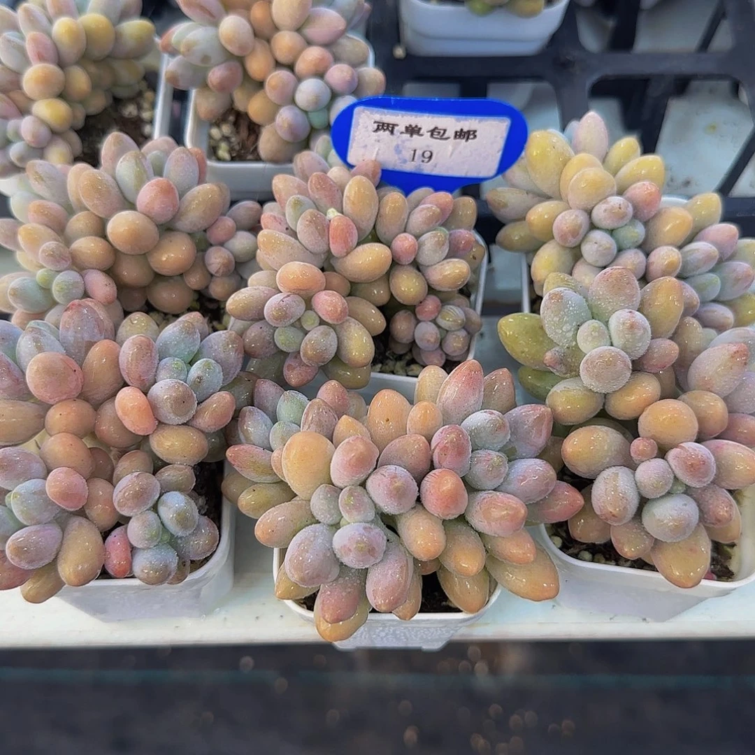 19-精品小老桩汤圆群一个