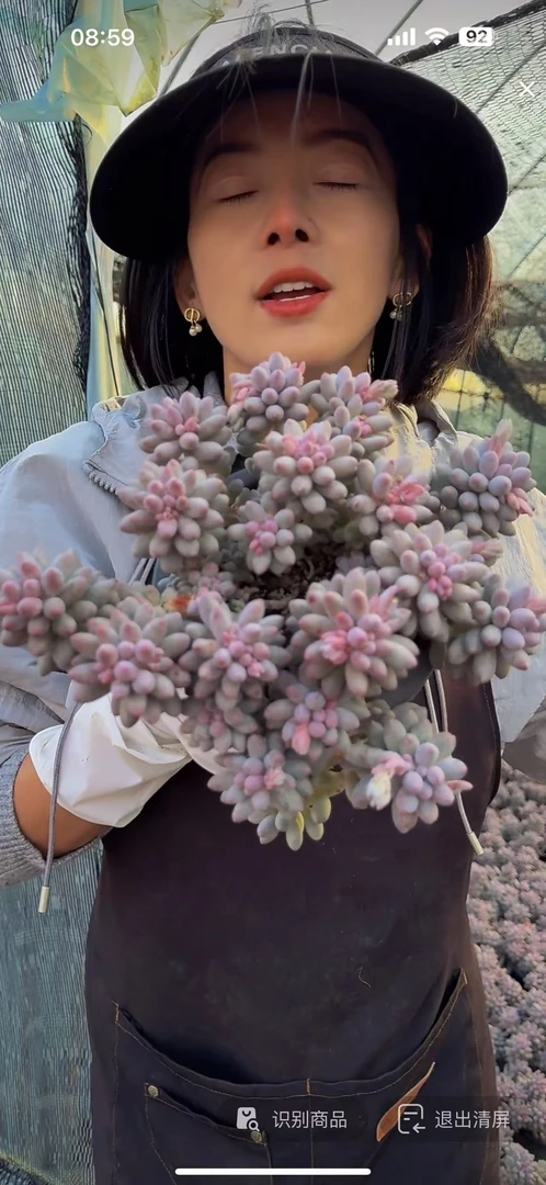 云漫多肉   盆栽婴儿手指 18-20cm   多肉植物 新手好养