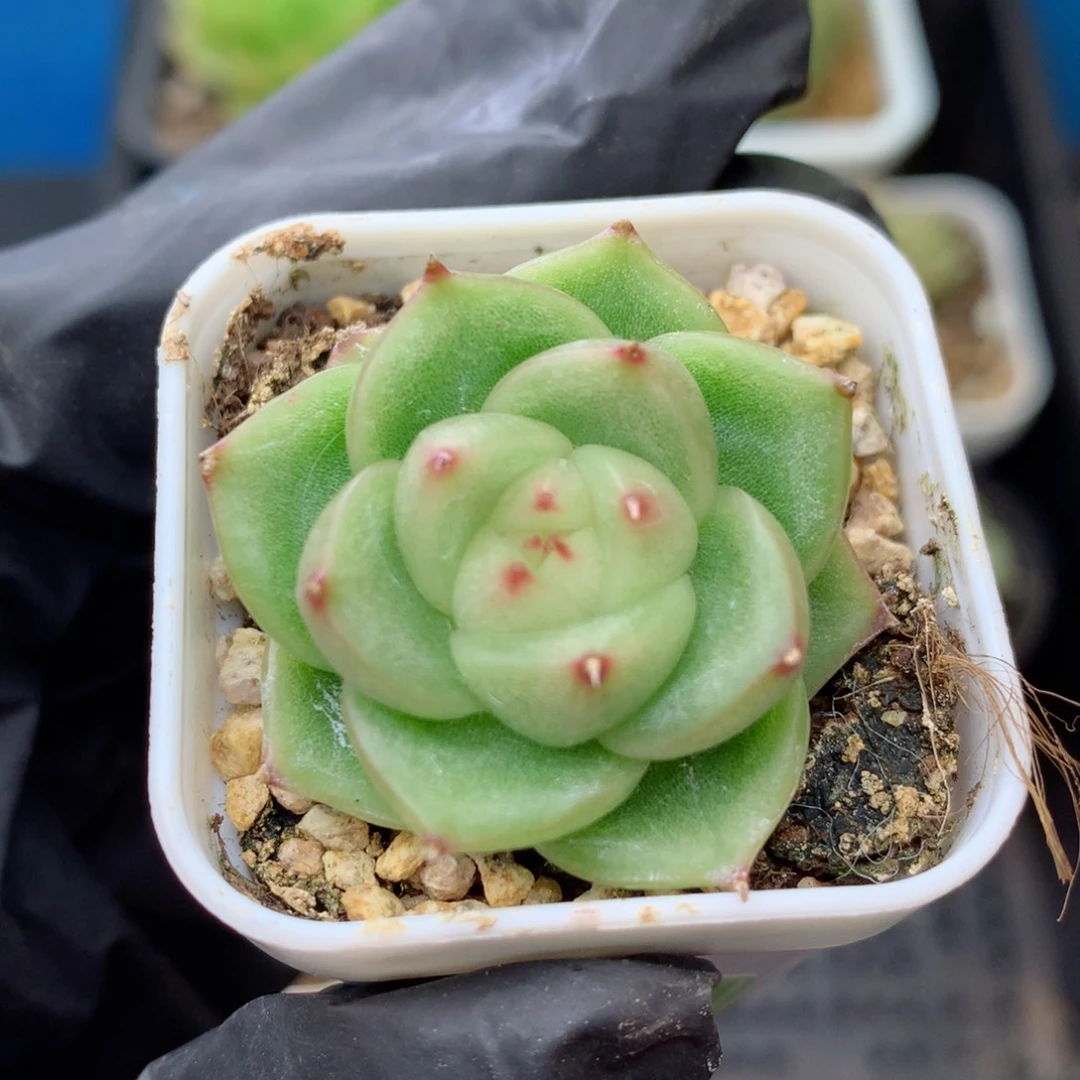 58包邮  群生不包整 147