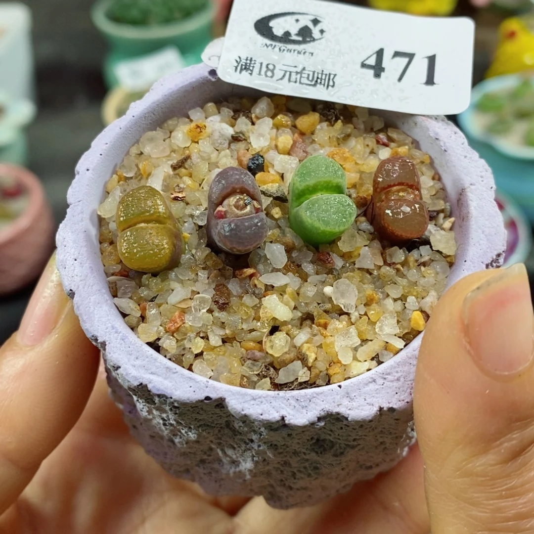 艳生石花花花哈哈哈哈哈哈471