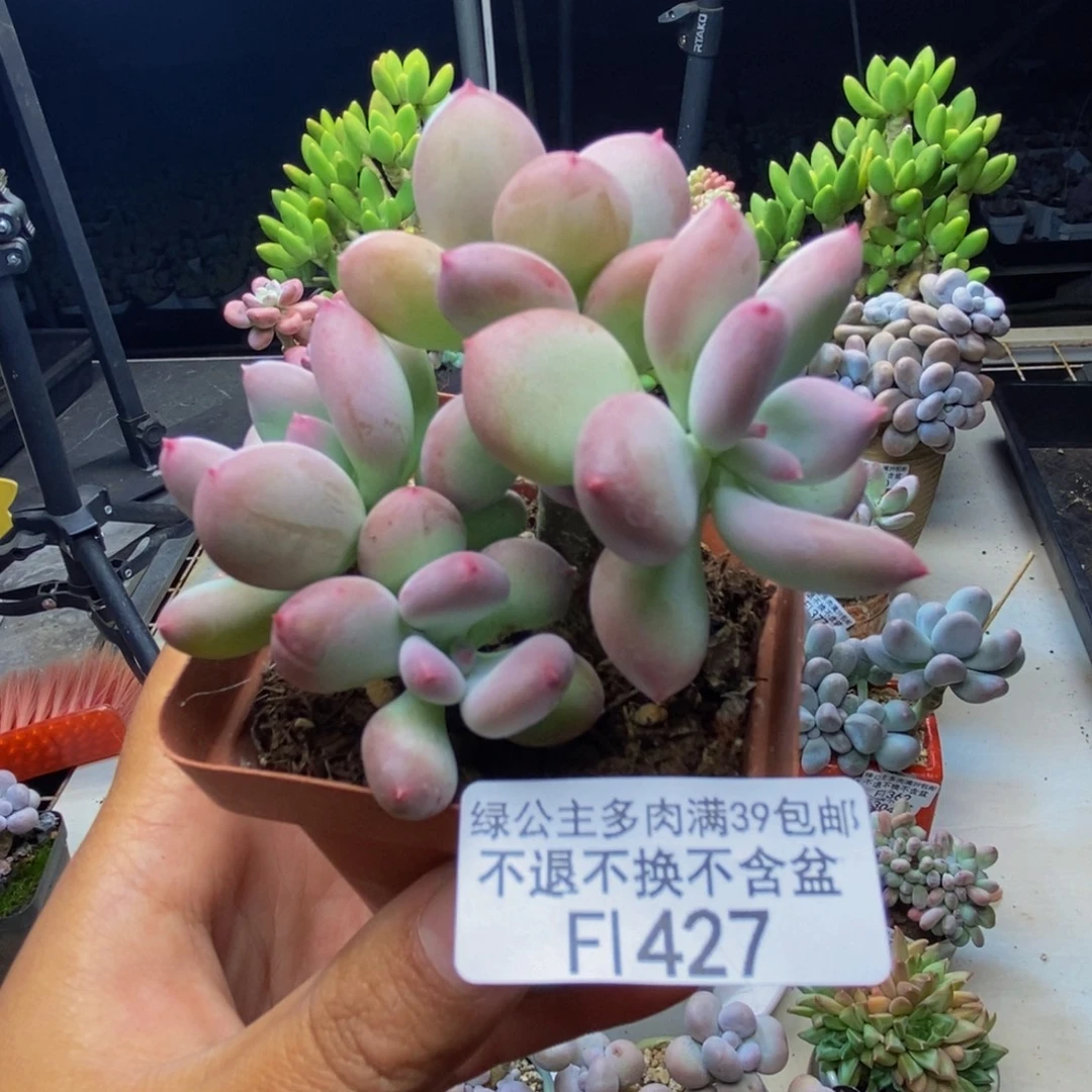 427苹果奶四代多肉6cm