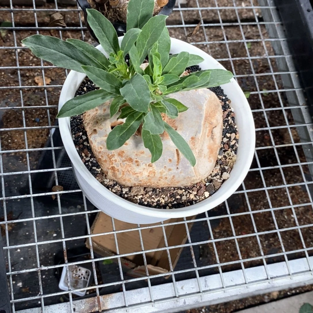 龙卵窟多肉植物一个