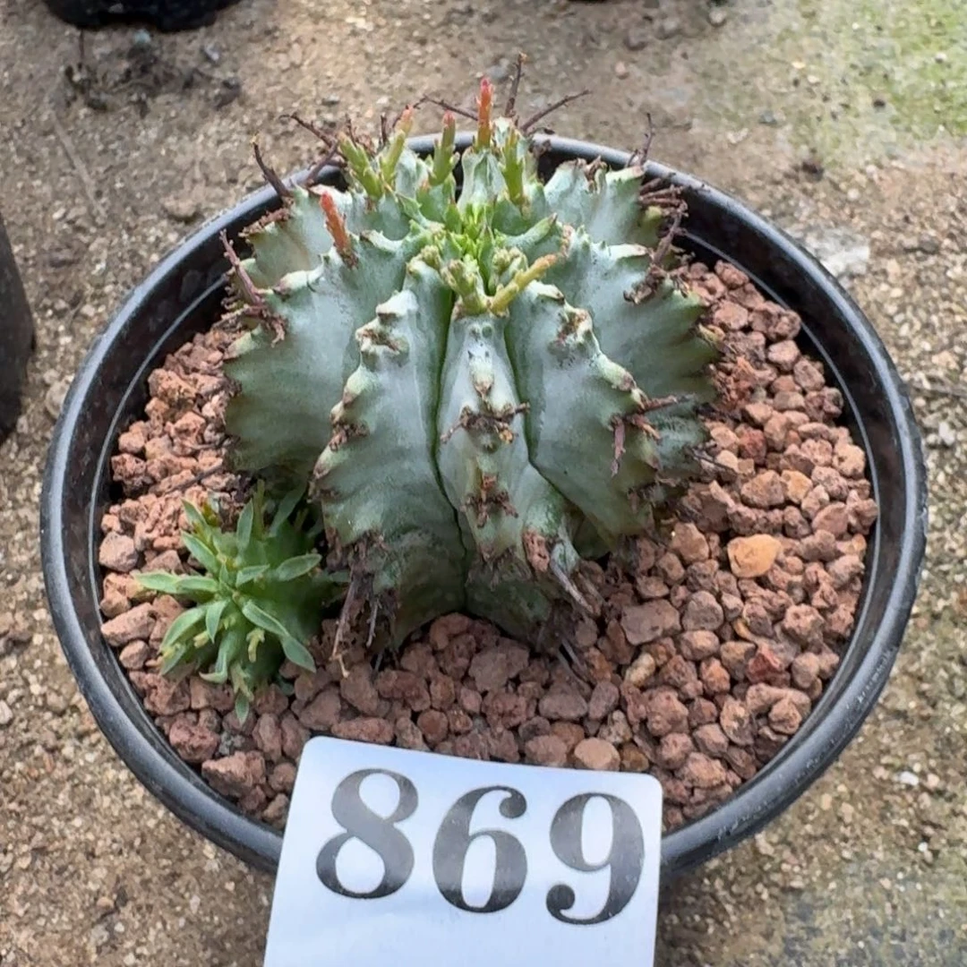 千***发白衣魁伟玉一物一拍多肉植物