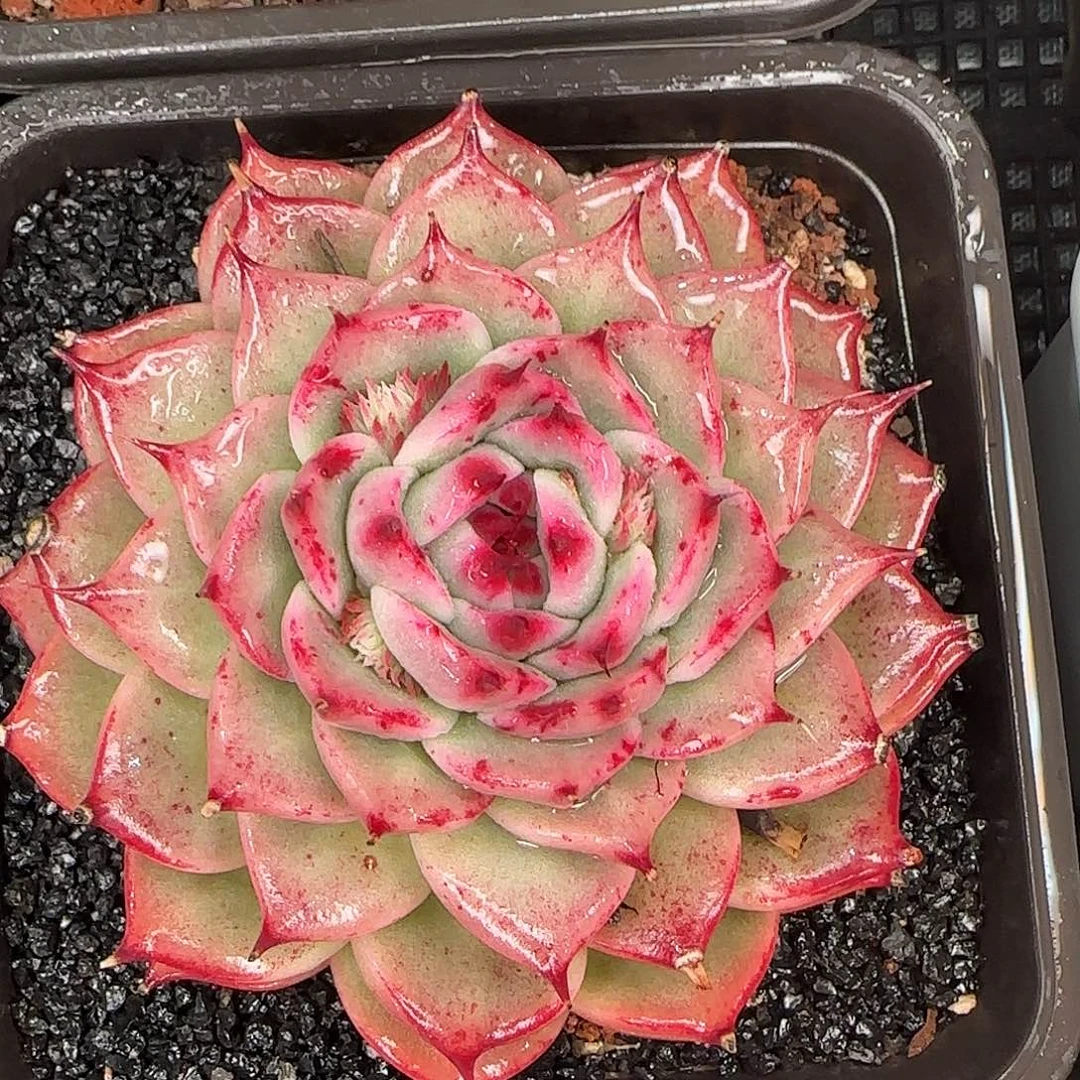 从前慢花园精选0126-托斯卡内利