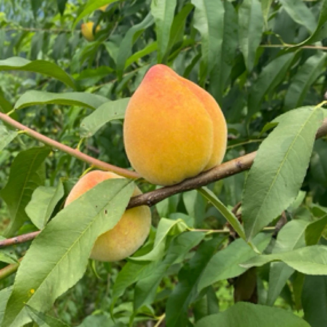 【老瑞专属】黄桃 湖南湘西高山露天种植黄桃 金湘玉黄桃