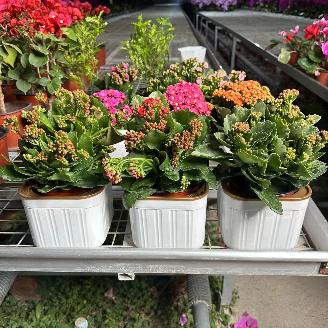 【新疆包邮】长寿花盆栽植物室内净化空气提高空气质量