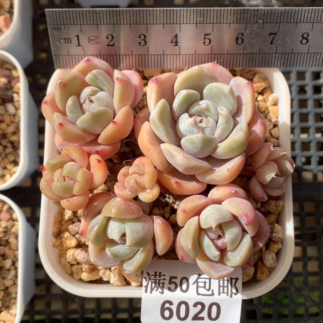 6020。雪兔群生七头带腿。