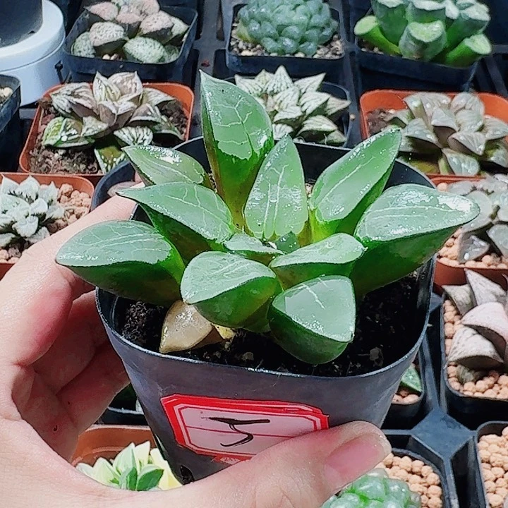 无花朵十二卷 实生寿福利