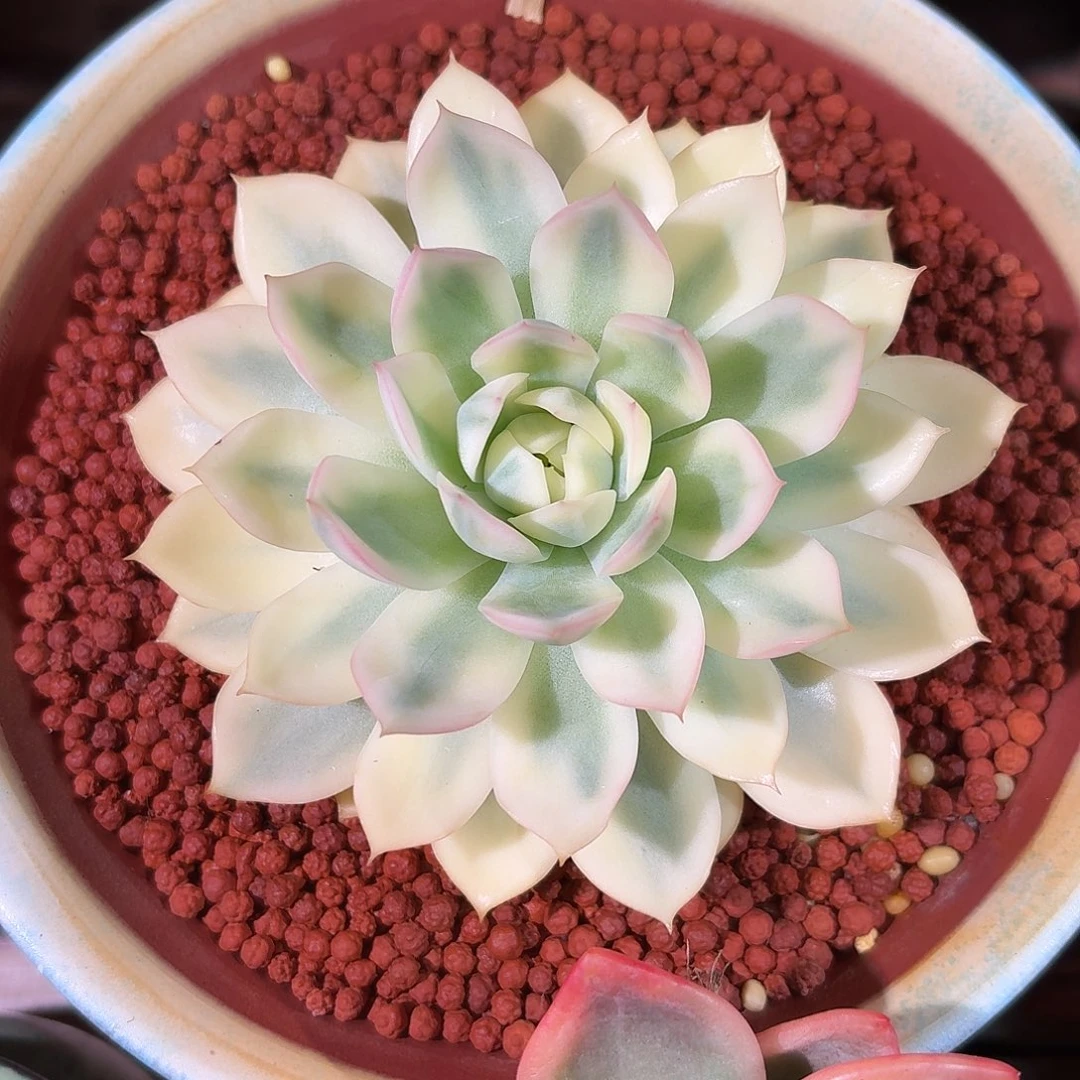 粉水晶锦 老桩多肉