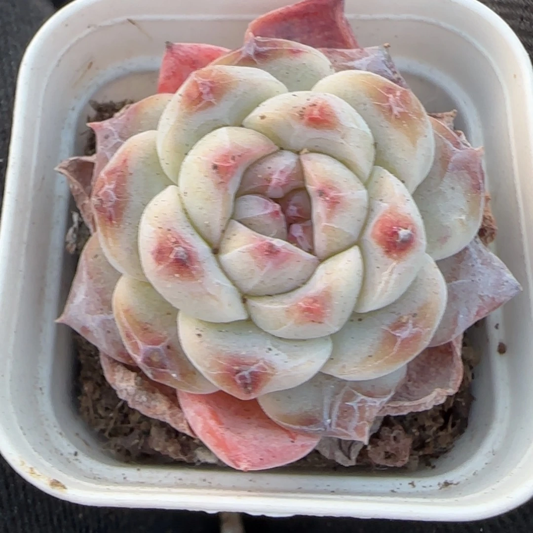 小卡拉米糖心一物一拍