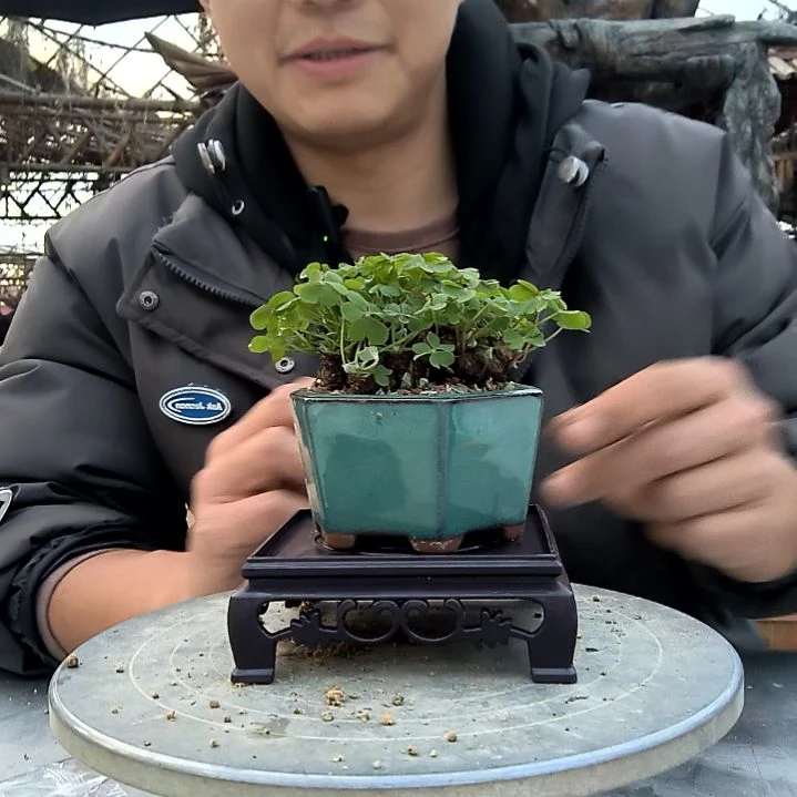 古**语小盆景小植物一物一拍248