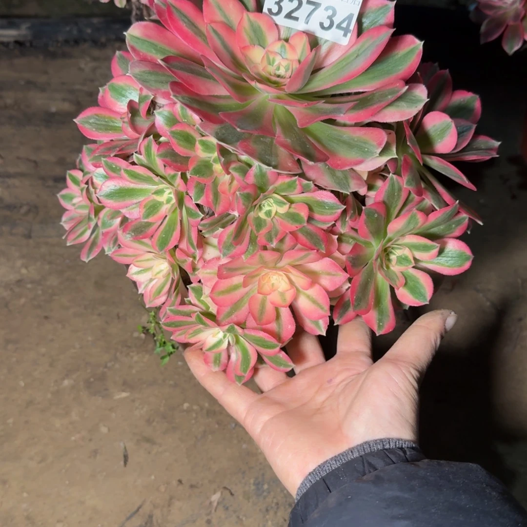 32734女巫多肉植物