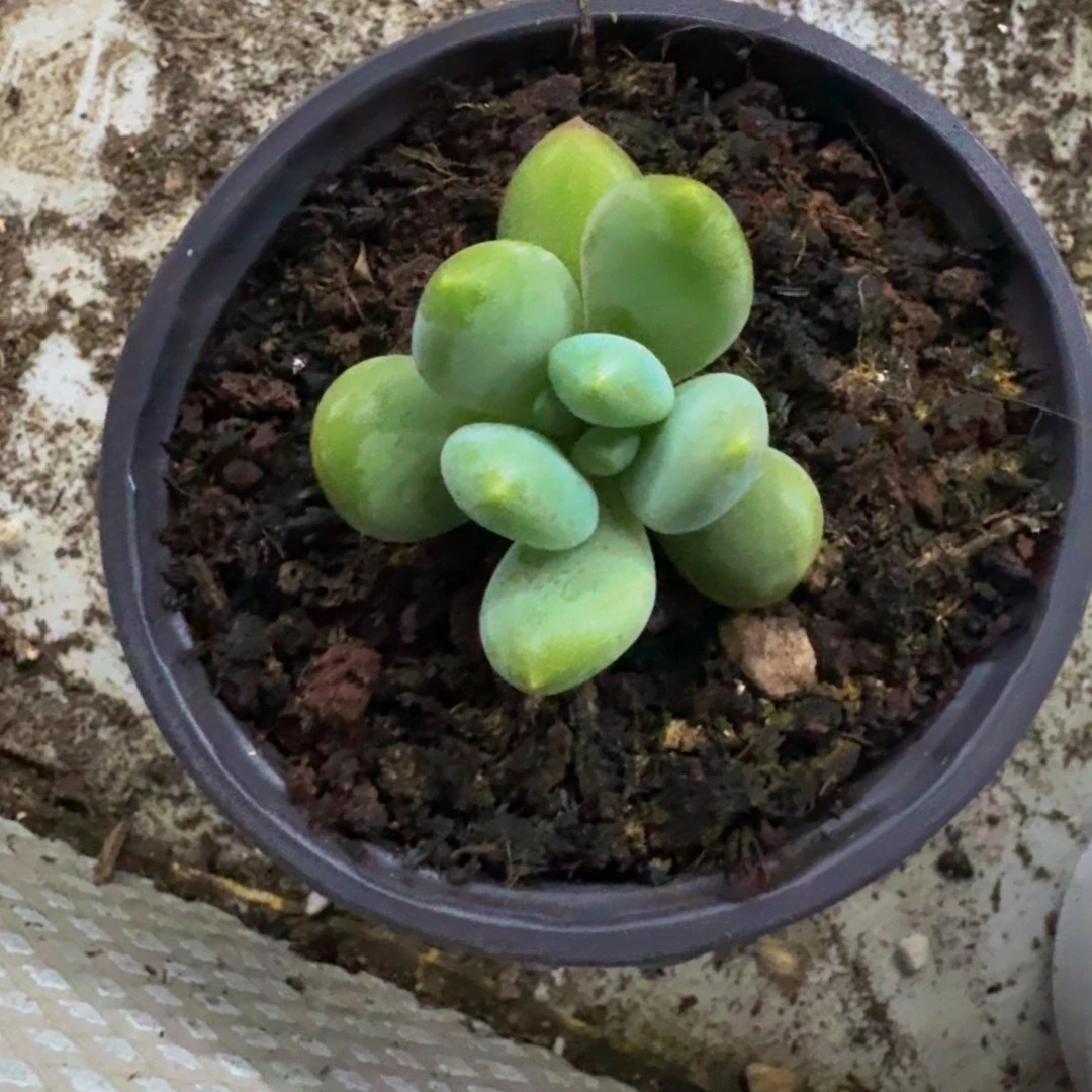 奶龙 单头 一物一拍