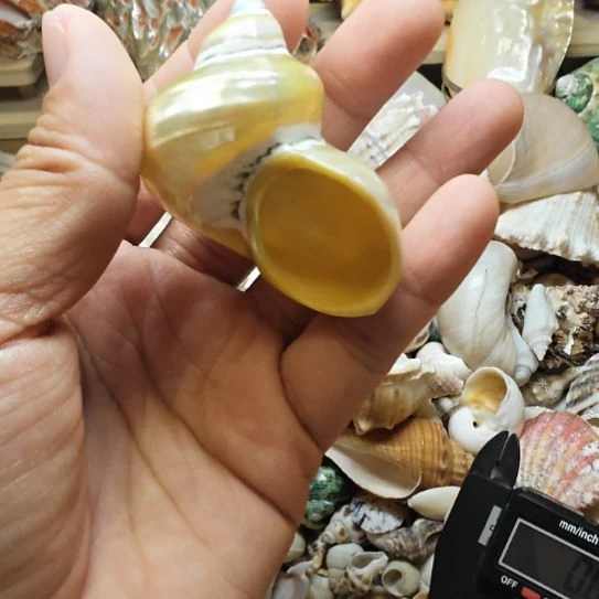 石材天然海螺贝壳寄居蟹替换壳2.6口径