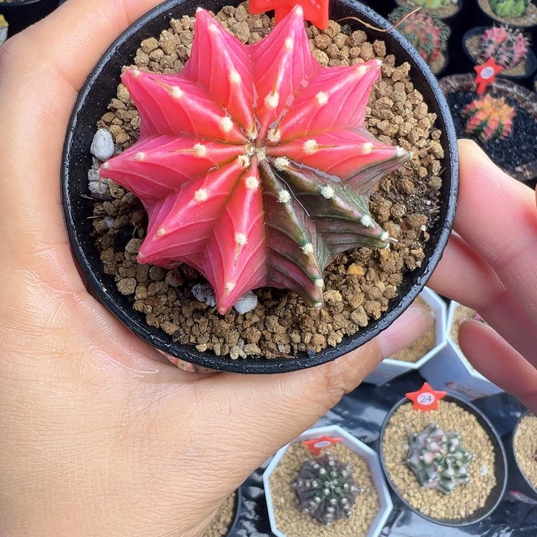 208-肋骨锦带盆土发货5.1厘米