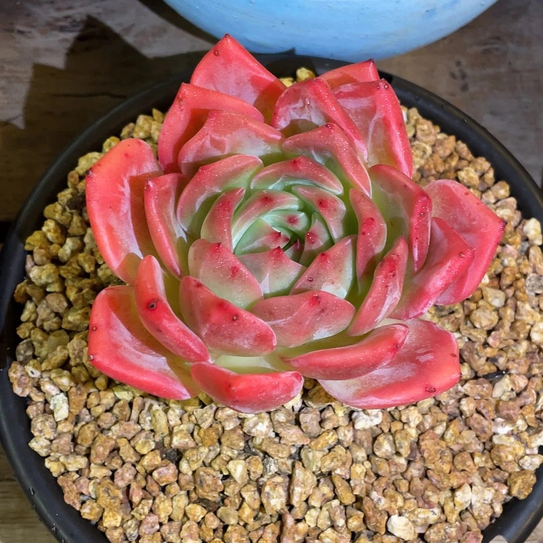 多肉植物一物一拍