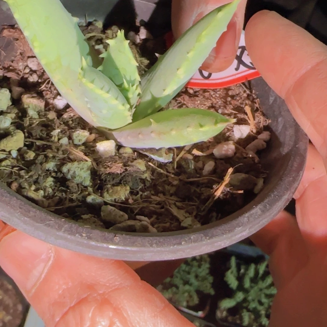 块根植物块根植物