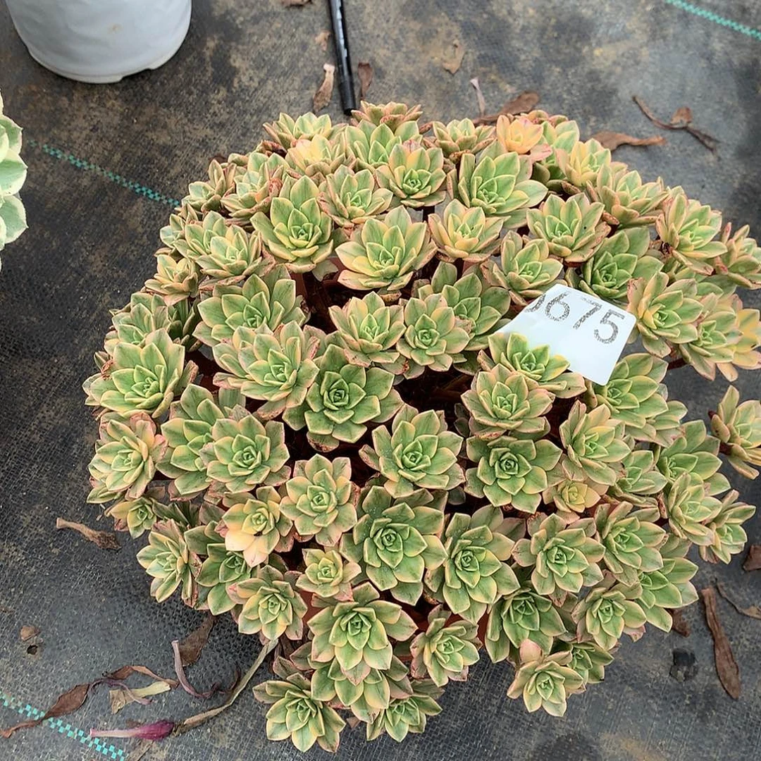 甜茶多肉植物675，