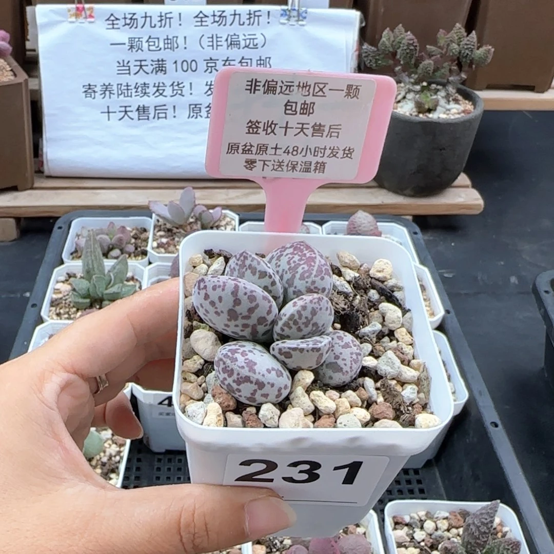 231花旦多肉植物